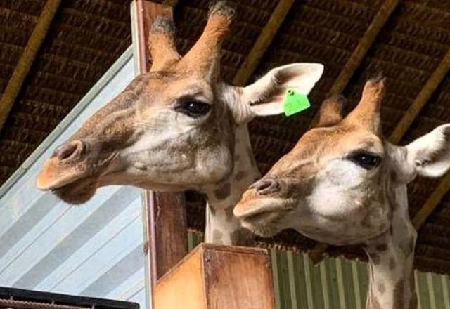Justiça aceita denúncia contra envolvidos na importação ilegal de girafas Justiça aceita denúncia contra envolvidos na importação ilegal de girafas