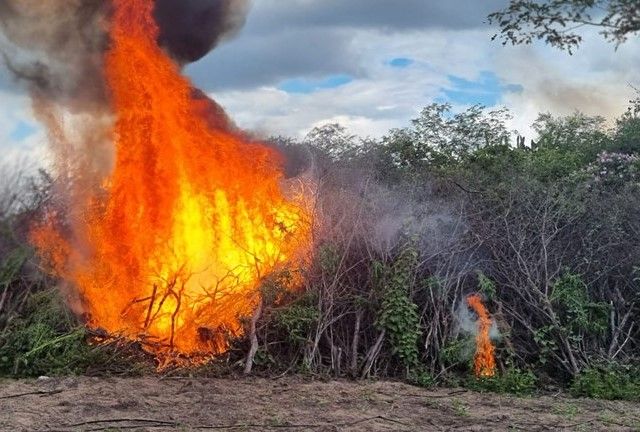 PF destrói quase 450 mil pés de maconha em PE e na PB | Divulgação/Polícia Federal