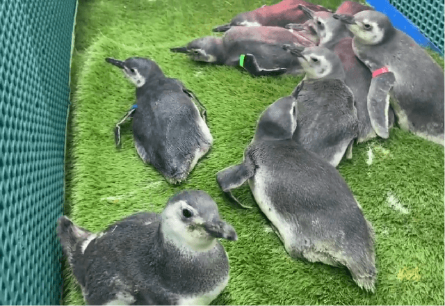 Pinguins-de-Magalhães | Divulgação/UFPR