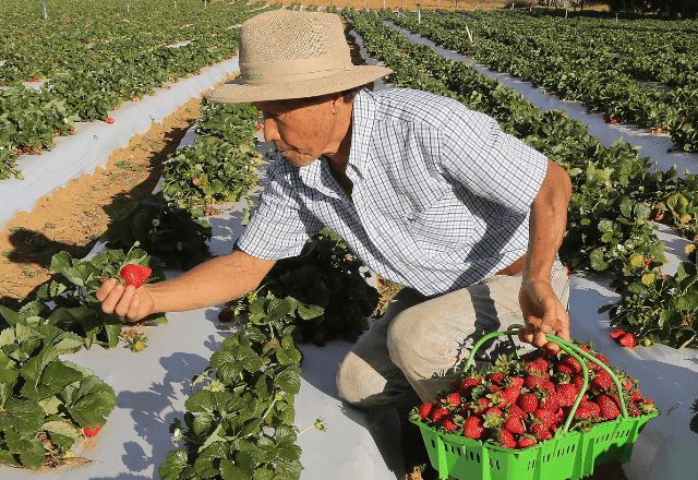 Produtor em plantação do morango de Brazlândia (DF) | Reprodução Valter Campanato/Agência Brasil