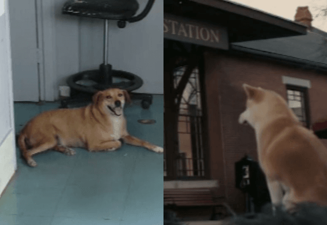 "Para Sempre ao Seu Lado" brasileiro: cão vive há 8 anos aguardando por dona que morreu em hospital "Para Sempre ao Seu Lado" brasileiro: cão vive há 8 anos aguardando por dona que morreu em hospital