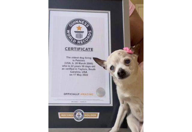 Pebbles é uma Fox Terrier Toy tem 22 anos e vive na Carolina do Sul, Estados Unidos, com os tutores | Guinness World Records