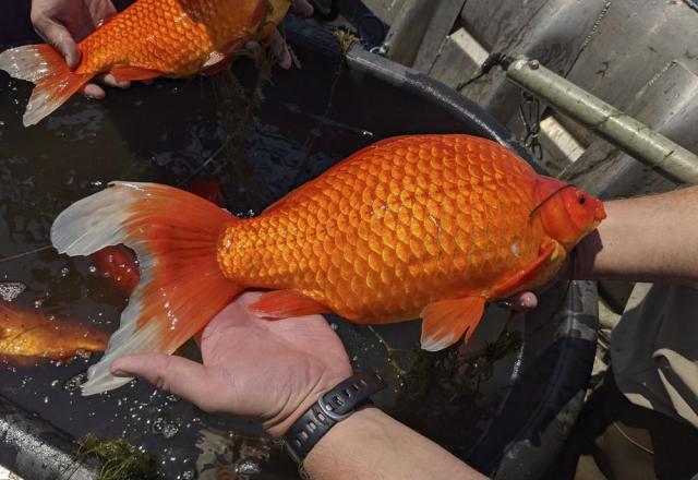 Peixinhos dourados encontrados em lagos de Minnesota