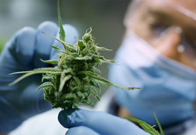 NFL pagará U$ 1 milhão para estudos sobre cannabis no tratamento de dor NFL pagará U$ 1 milhão para estudos sobre cannabis no tratamento de dor