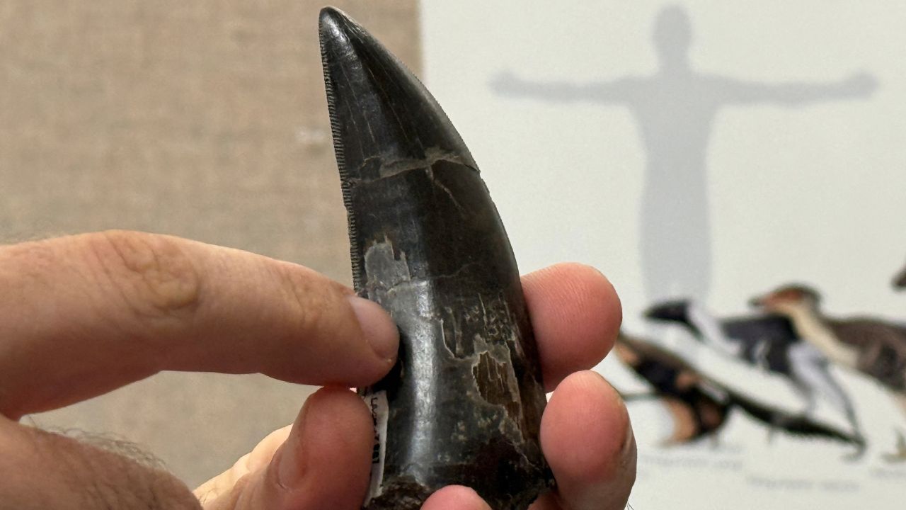 Pesquisador segura um dente de Tiranossauro rex. | UCLA/Imagem divulgada via REUTERS