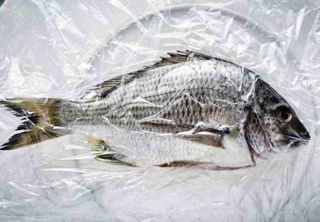 Pesquisadores acham plástico em 98% dos peixes coletados para estudo Pesquisadores acham plástico em 98% dos peixes coletados para estudo