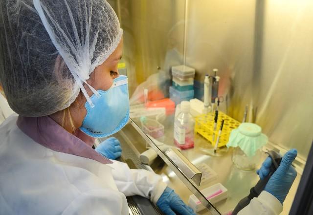 Pesquisadores da UnB desenvolvem medicamento contra fungos resistentes Pesquisadores da UnB desenvolvem medicamento contra fungos resistentes