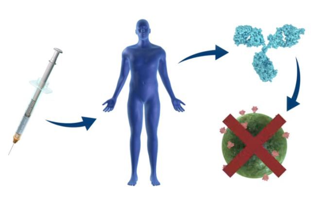 Pesquisadores de Duke descobriram uma forma de bloquear o desenvolvimento do vírus HIV no corpo humano por meio do imunizante bnAbs | Divulgação/Duke