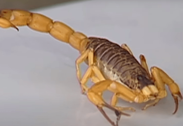Picada de escorpião mata menino de 7 anos em MG | Reprodução