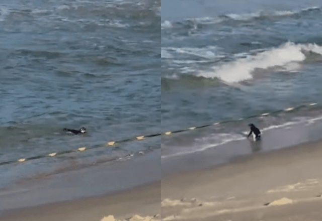 Pinguim é visto sozinho em praia do Rio de Janeiro. Reprodução Redes Sociais