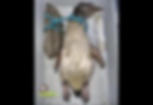 Pinguins são encontrados mortos com sinais de crueldade em Florianópolis, Santa Catarina
