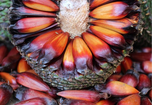 Pinhão: o sabor do inverno no Sul do Brasil