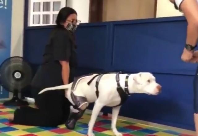Pitbull Sansão, que teve patas mutiladas, ganha prótese