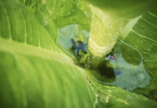 Planta