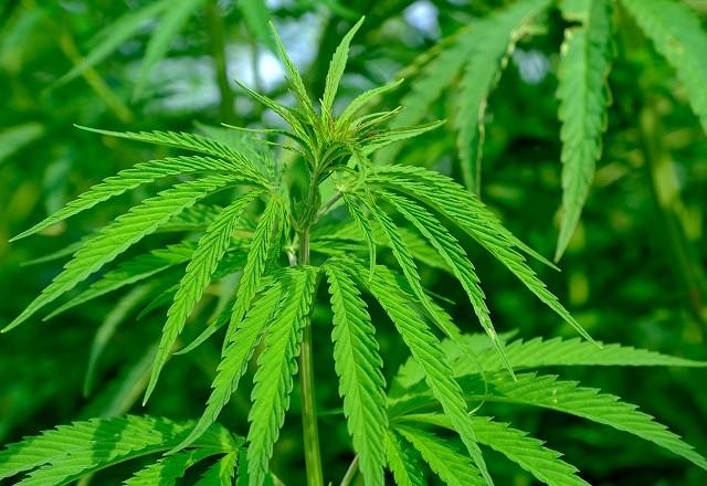 Planta cannabis