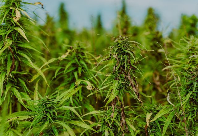 Plantação de maconha. Foto: Hagar Lotte Geyer/Pixabay