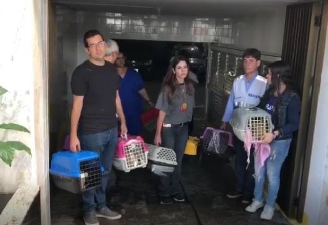 Policial com gatinhos em caixas