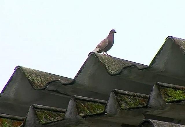 Pombo sobre telhado, durante o dia