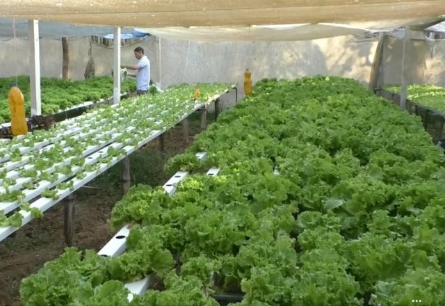 Prática da hidroponia tem ganhado destaque pela sua eficiência e sustentabilidade | SBT News