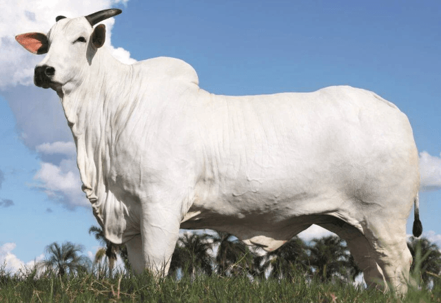 Preço foi alcançado pela qualidade genética da vaca, que deverá gerar embriões vendidos por cerca de R$ 1 milhão | Divulgação