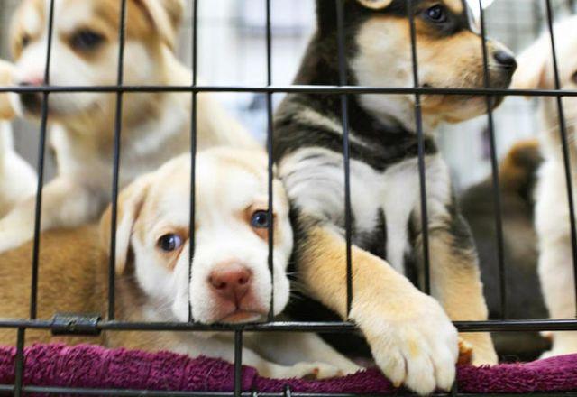 Proposta inclui criação de venda de cachorros, gatos e pássaros domésticos | Reprodução
