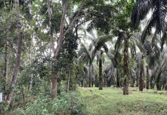'Ilhas de floresta' podem recuperar a biodiversidade em monoculturas, aponta estudo na Science