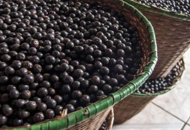 Quase a totaliade do açaí produzido no Brasil vem do Pará | Agência Pará