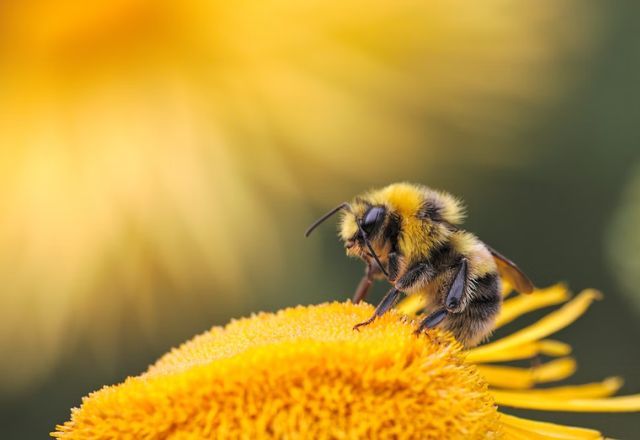 Queimadas e enchentes no Brasil estão dizimando abelhas e comprometendo a polinização, essencial para a produção agrícola e o equilíbrio dos ecossistemas | Unsplash