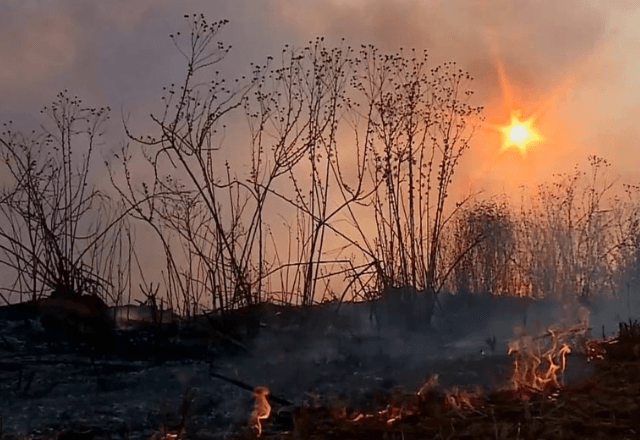 Governo Federal endurece leis contra incêndios florestais no Brasil
