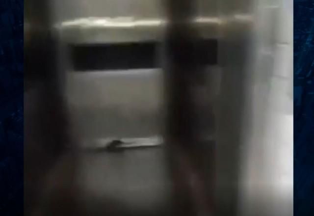 Ratazana invade hospital municipal de São Vicente