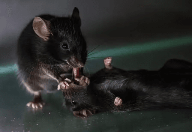Ratos conseguem prestar primeiros socorros entre si | Wenjian Sun et al 2025
