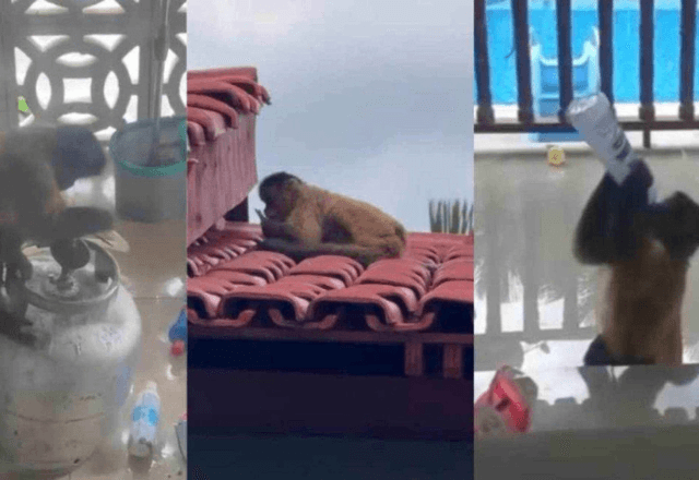 Macaco-prego invade casa e toma álcool em gel | Reprodução/Redes Sociais