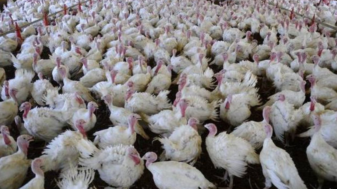 México suspende importação de aves do Brasil após Newcastle