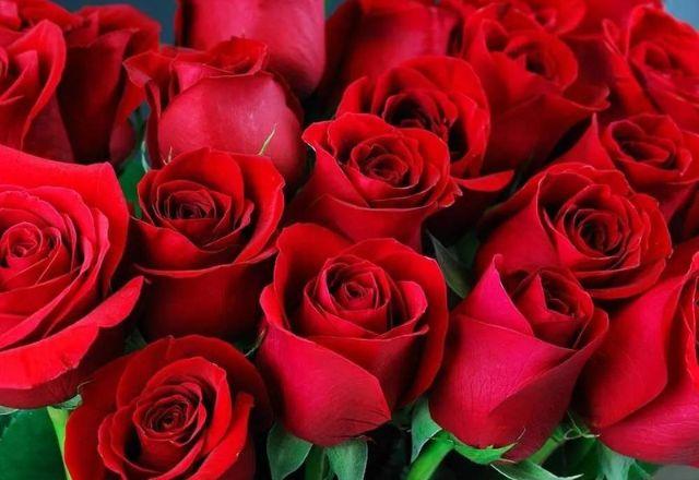 Rosas dos namorados