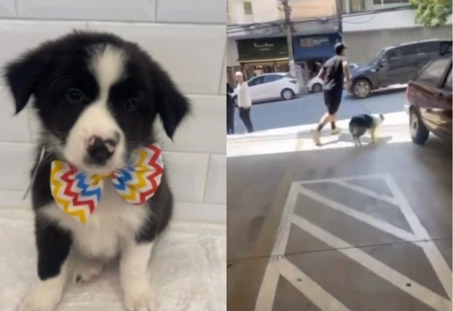 Homem rouba filhote de cachorro de petshop em São Paulo