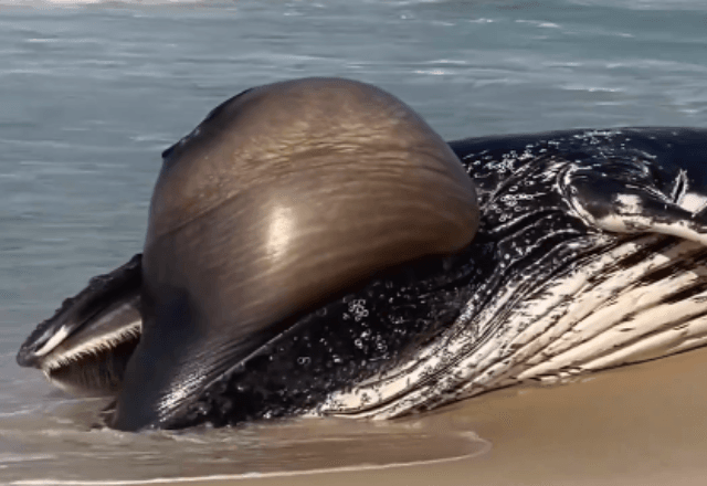Baleia jubarte é encontrada morta na Praia do Recreio (RJ) | Reprodução/Redes Sociais