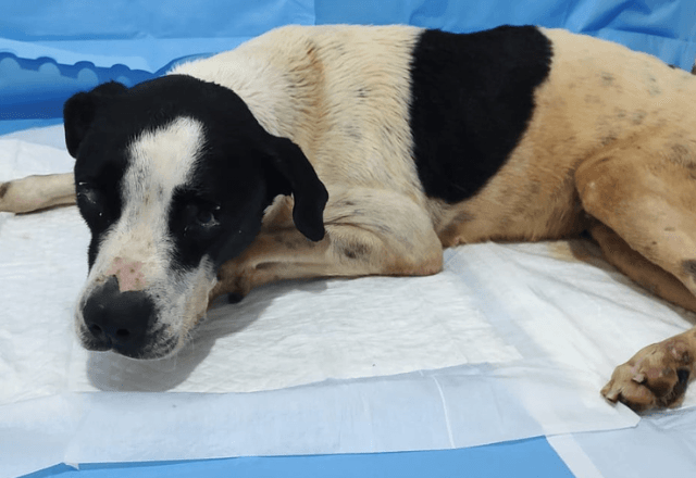 Cachorros foram resgatados com vida e estão isolados em clínica veterinária | Reprodução