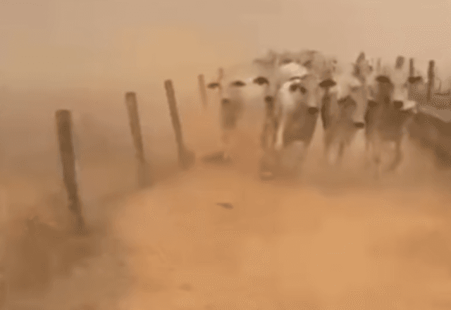 Gados de fazenda no sudoeste de Goiás fogem de queimadas na região | Reprodução