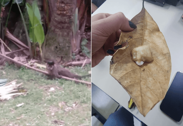 Dupla foi localizada com clonazepam e bananas | Reprodução