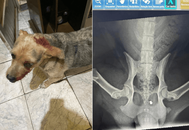 Tutor do animal é pai do agressor, segundo a prefeitura de Duque de Caxias| Reprodução/redes sociais