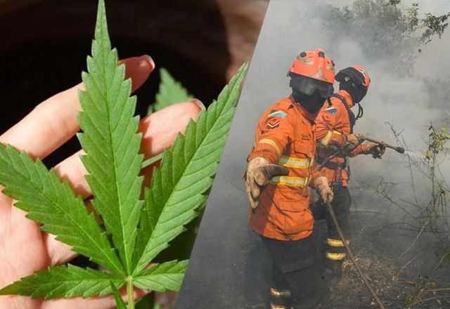Brasil Agora: STF volta a julgar porte de maconha, fogo no Pantanal e mais notícias do dia Brasil Agora: STF volta a julgar porte de maconha, fogo no Pantanal e mais notícias do dia