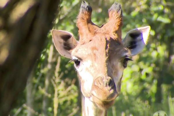SP: Zoológico de Itatiba recebe girafas em extinção SP: Zoológico de Itatiba recebe girafas em extinção