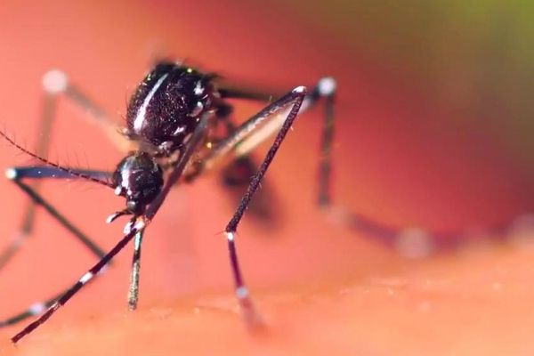 SP confirma primeiro caso de febre amarela contraído na cidade