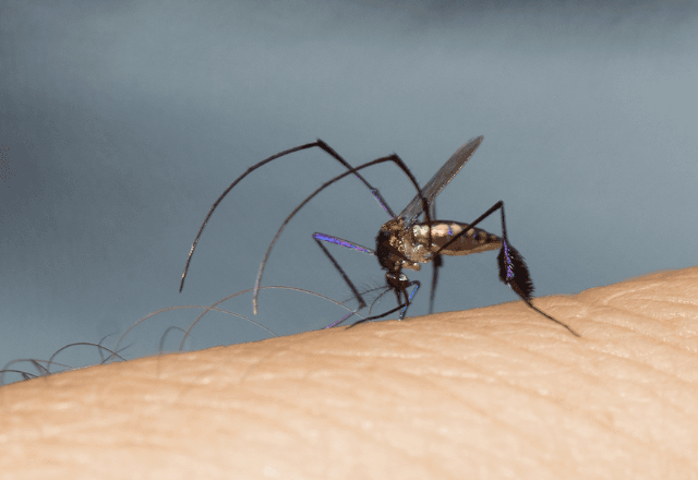 Sabethes é um dos mosquitos responsáveis pela transmissão da doença no ciclo silvestre | Wiki