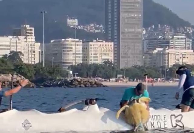 Momento em que tartaruga é retirada da água | Reprodução