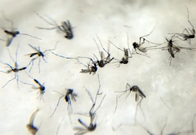 São Paulo tem 130 casos de mortes suspeitas por dengue | Agência Brasil