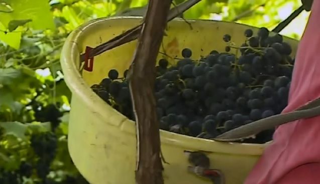 Após um ano, inquérito sobre trabalho análogo à escravidão em vinícolas ainda não foi concluído