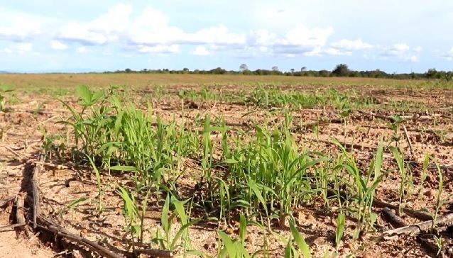 Agricultores e pecuaristas de Tocantins terão condições especiais para negociar dívidas