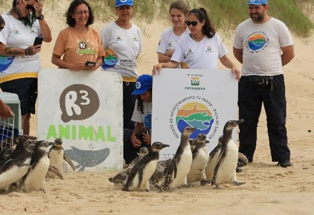 Soltura Pinguins Santa Catarina