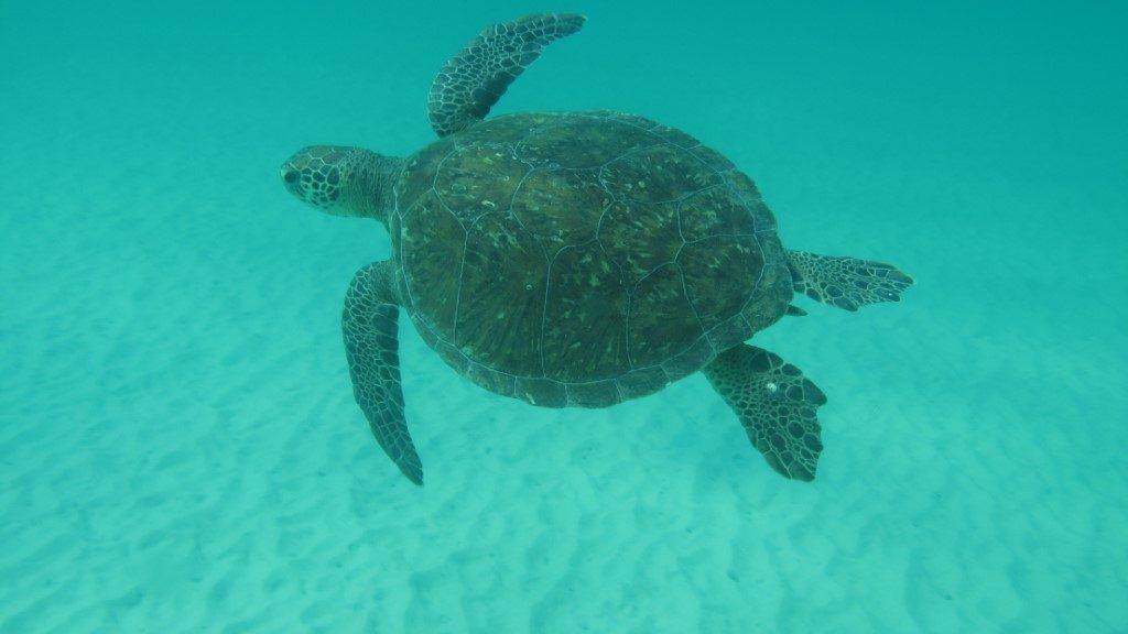 Tartaruga Verde